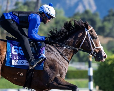 Zozos trains ahead of the 2023 Breeders' Cup at Santa Anita Park