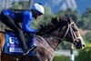 Zozos
Training at Santa Anita Park as horses prepare for the Breeders’ Cup on Oct. 31, 2023.  





