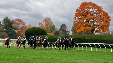 Surge Capacity - Horse Profile - BloodHorse