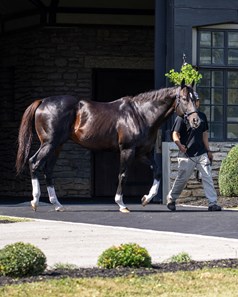 Violence - Horse Profile - BloodHorse