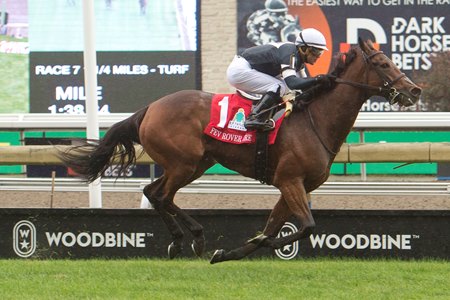 Fev Rover is one of the standout horses entered on the Sept. 14 Woodbine card that features four grade 1 races on its turf, three of which are Breeders' Cup Challenge Series events