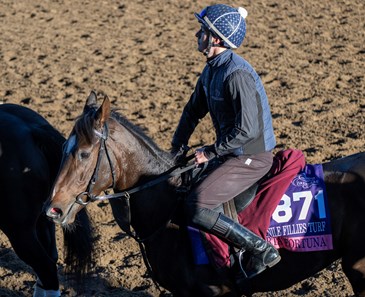 Porta Fortuna (IRE) - Horse Profile - BloodHorse