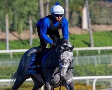 Caravel - Horse Profile - BloodHorse