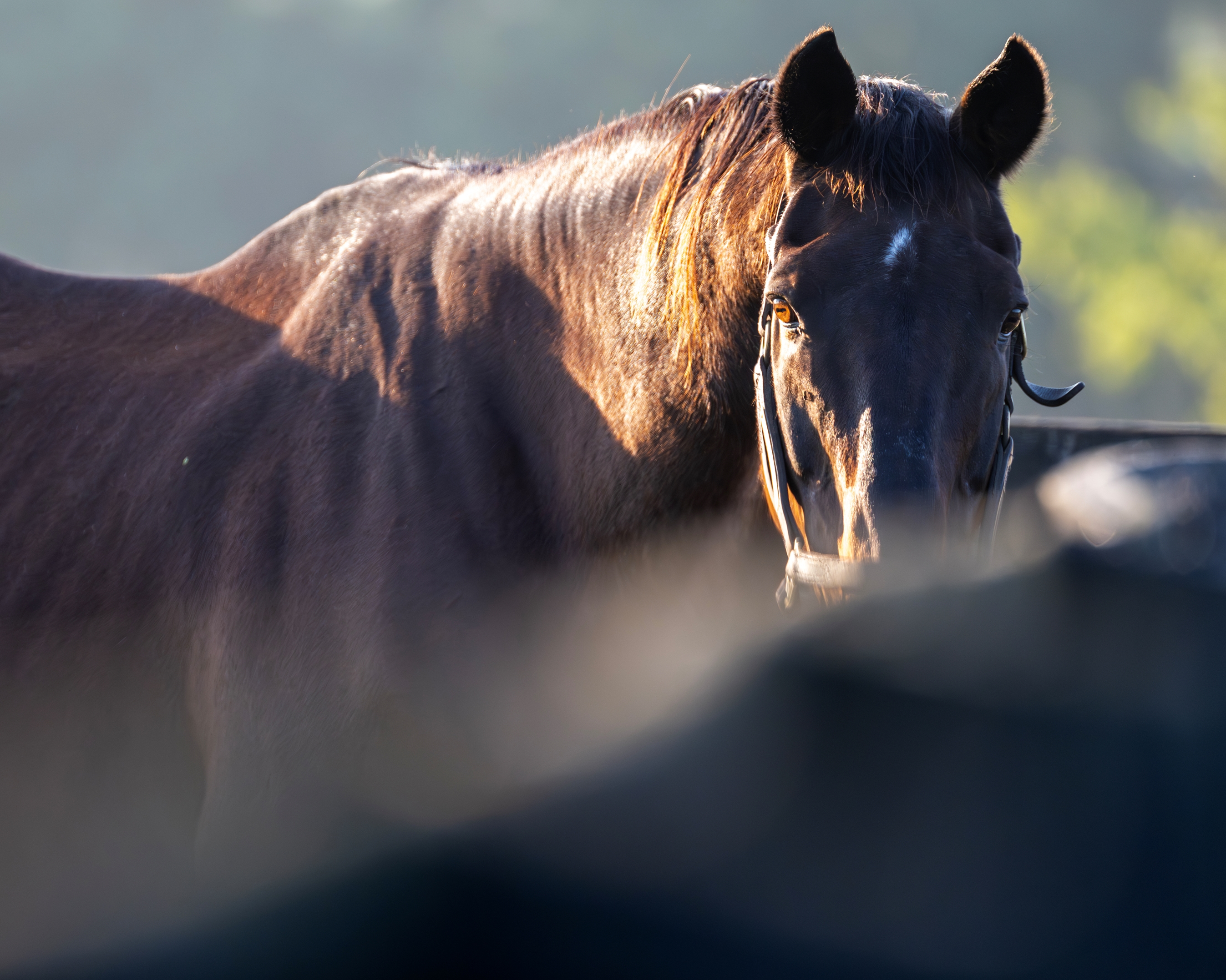 Victoire Pisa Wins Dubai World Cup for Japan - BloodHorse