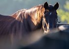 Milwaukee Brew
Retired horses at Old Friends in Georgetown, Ky., on Aug. 17, 2023.  





