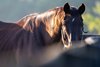 Milwaukee Brew
Retired horses at Old Friends in Georgetown, Ky., on Aug. 17, 2023.  






