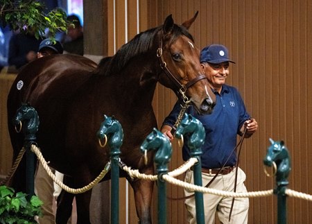 Puca consigned as Hip 191 in the ring at the Keeneland November Sale