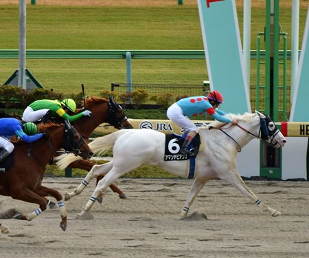 Amante Bianco wins the 2023 Cattleya Stakes at Tokyo Racecourse