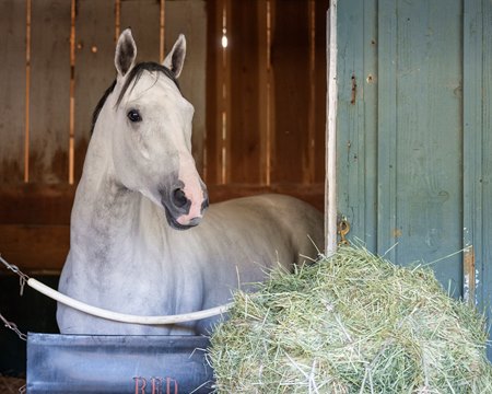 White Abarrio in his stall at Santa Anita Park
