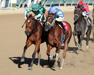 Pounce - Horse Profile - BloodHorse