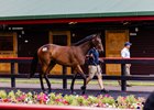 New Zealand Bloodstock’s 2023 Ready to Run Sale, Lot 175