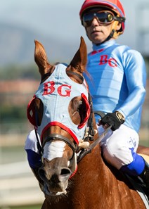 Magic Spoon - Horse Profile - BloodHorse