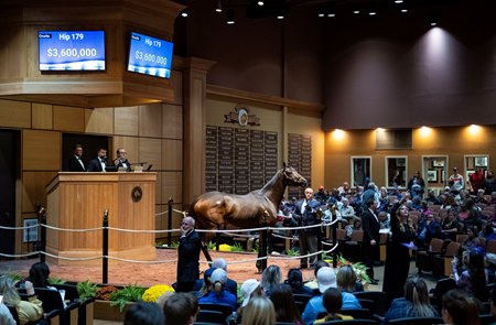 Search Results (Hip 179) sells for $3.6 million during Fasig-Tipton November Sale