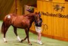 New Zealand Bloodstock’s 2023 Ready to Run Sale, Lot 114