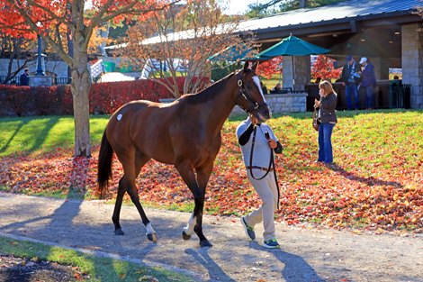 Horse Stalls — 307 Horse Racing