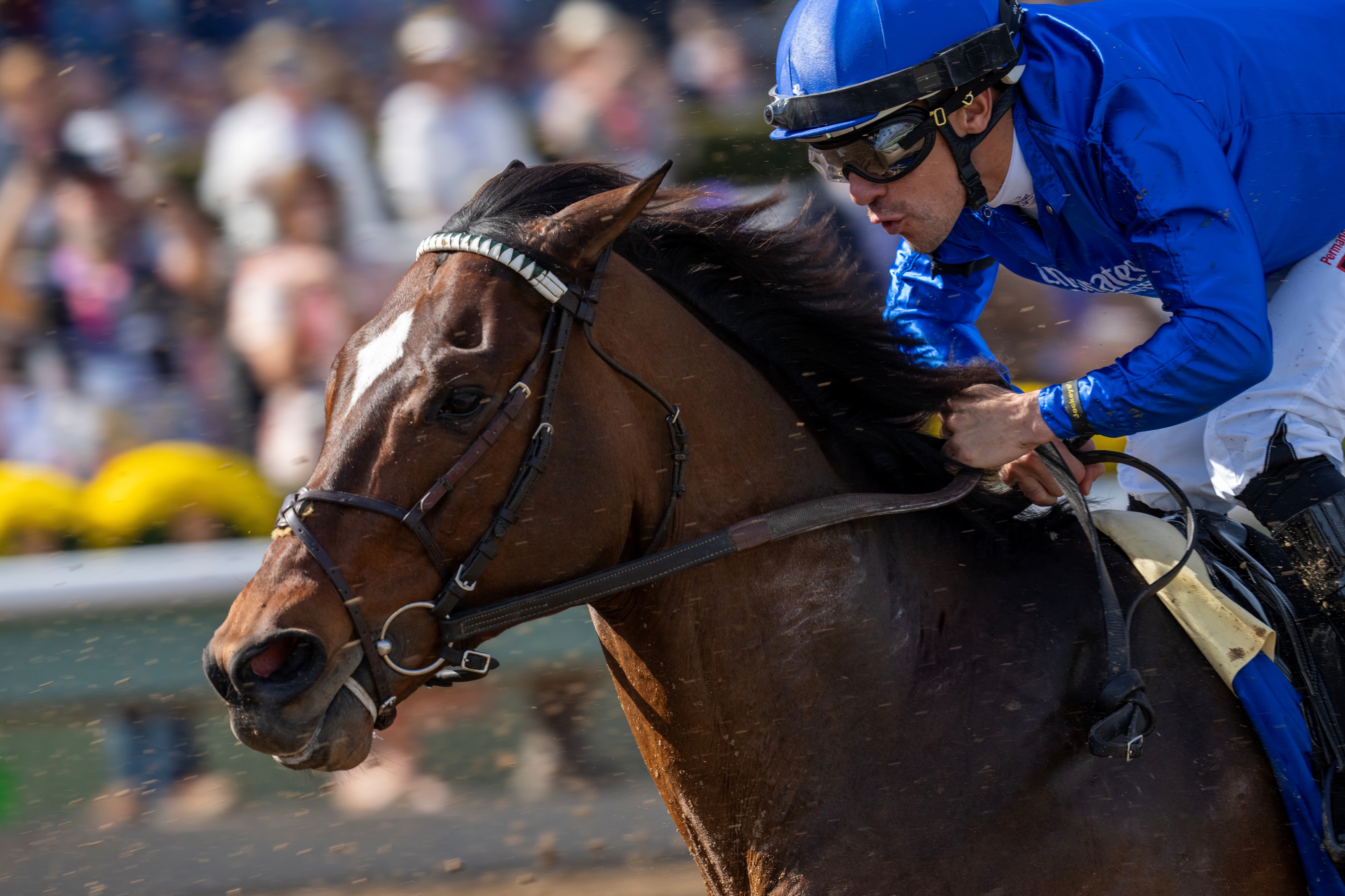 Cody's Wish Wins Eclipse Horse Of The Year Award And Award For Older ...