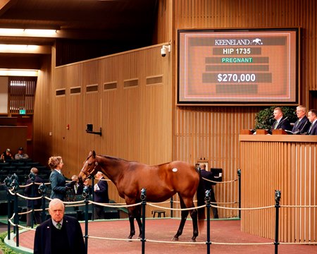 Taking Aim, consigned as Hip 1735, in the ring at the Keeneland November Sale