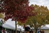 sales scene
Keeneland November Breeding Stock Sale on Nov. 9, 2023. 





