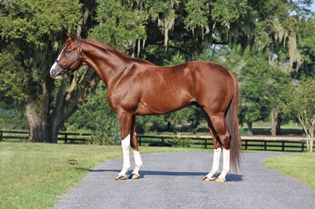 Stallion Bucchero Relocating to McMahon of Saratoga  New York State  Thoroughbred Breeding & Development Fund Corporation