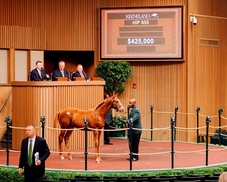 The Justify weanling consigned as Hip 855 in the ring at the Keeneland November Sale