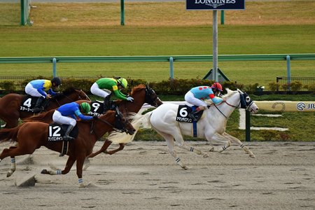 Amante Bianco wins the 2023 Cattleya Stakes at Tokyo Racecourse