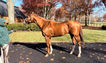 Elite Power at Juddmonte Farms