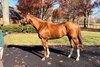 Elite Power at Juddmonte Farms