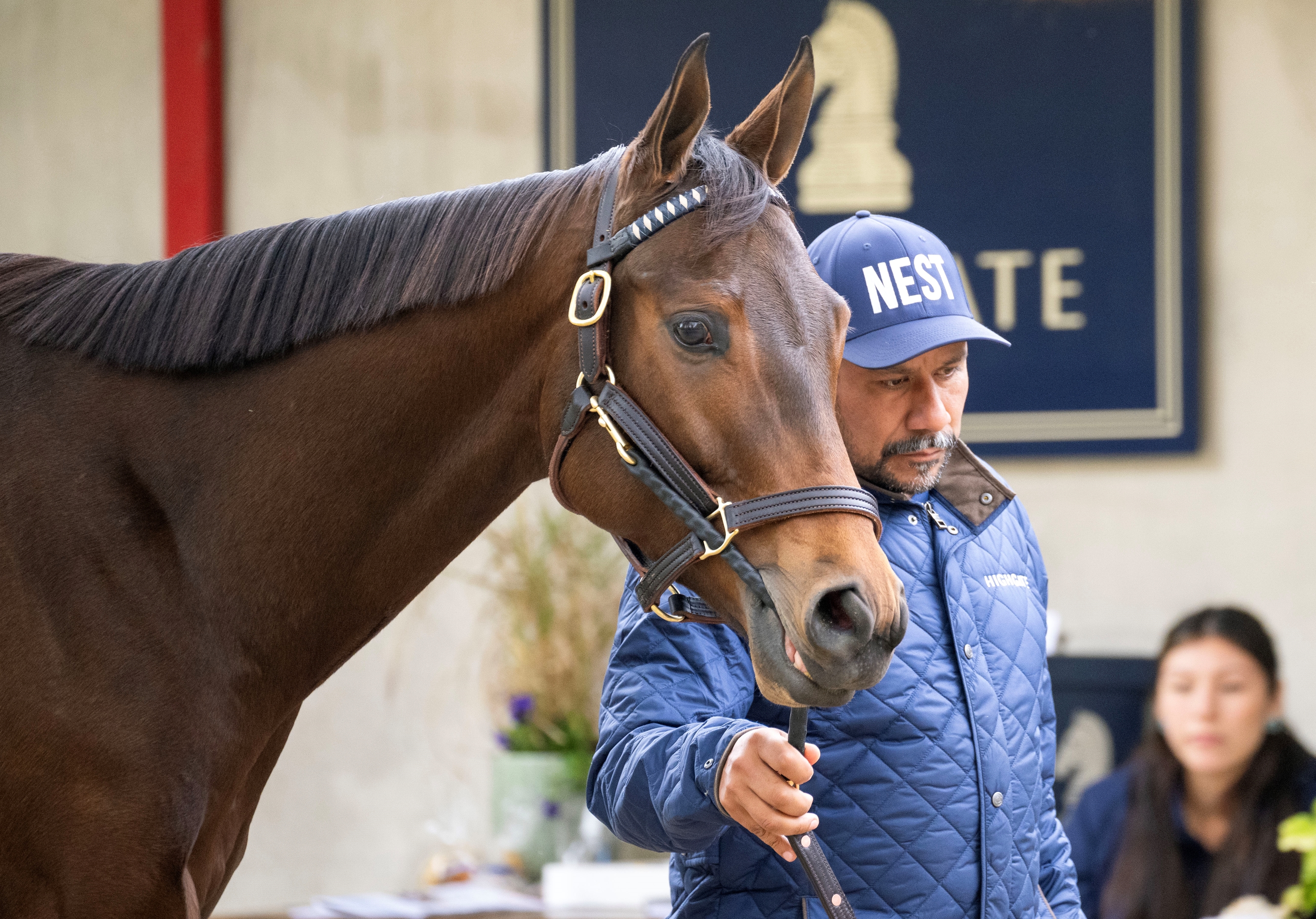 Nest - Horse Profile - BloodHorse