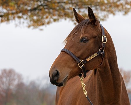 Five Prizes, offered as Hip 673, at the Stoneriggs Farm consignment at the Keeneland November Sale