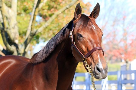 Puca is the dam of 2023 Kentucky Derby winner Mage and 2024 Belmont Stakes winner Dornoch