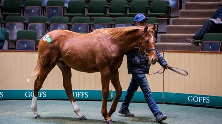Lot 767, the session-topping Dubawi colt out of Nightime that is a brother to Ghaiyyath, at the Goffs November Foal Sale