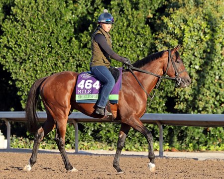Shirl's Speight trains in 2023 at Santa Anita Park