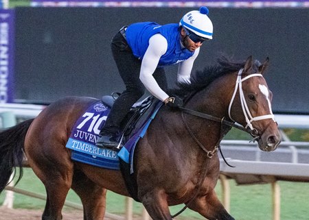 Timberlake trains ahead of the 2023 Breeders' Cup at Santa Anita Park