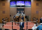 Hip 29, 2023 Fasig-Tipton Midlantic December Mixed &amp; HORA Sale