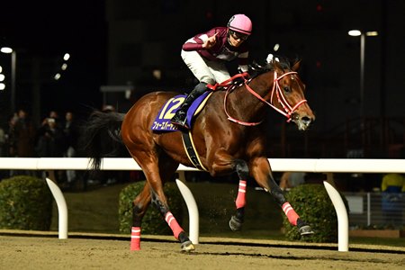 Forever Young wins the 2023 Zen-Nippon Nisai Yushun at Kawasaki Racecourse