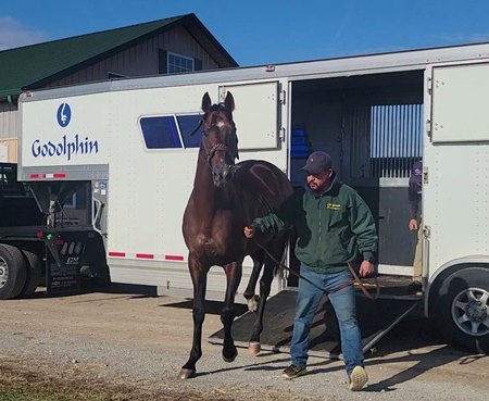 Alpha arrives at Old Friends Thoroughbred retirement facility in Georgetown, Ky.