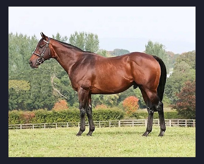 Oscar's Shadow Thoroughbred Horse Profile - Next Race, Form, Stats, News,  Breeding