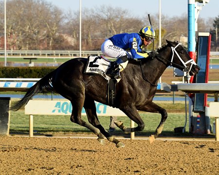 My Shea D Lady win the New York Stallion Series Stakes at Aqueduct Racetrack