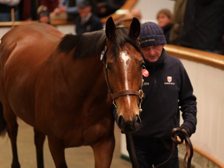 Group 1 winner Teona sold for US$5,767,650 at the Tattersalls December Mares Sale