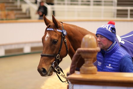 Mufeeda in the ring at the Tattersalls December Mare Sale