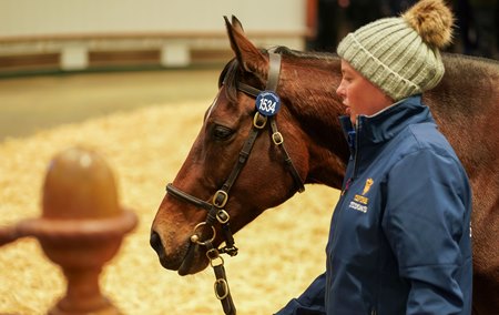 Callisto Star consigned as Lot 1534 in the ring at the Tattersalls December Mare Sale