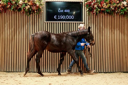 The Zarak colt consigned as Lot 400 in the ring at the Arqana Breeding Stock Sale