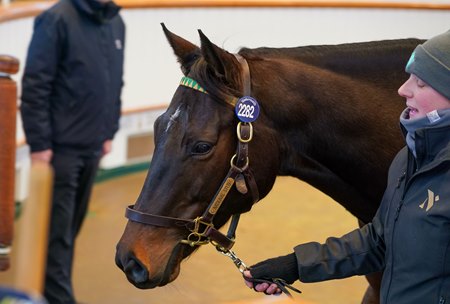 Valuate in the ring at the Tattersalls December Mare Sale