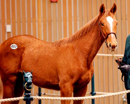 The Candy Ride filly consigned as Hip 497 in the ring at the Keeneland January Sale