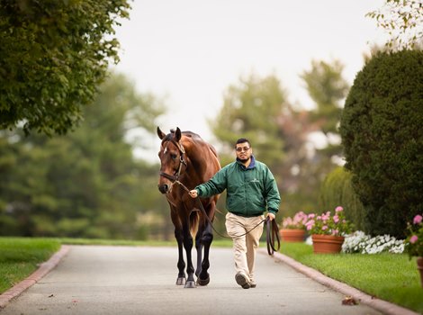 Flightline Fractional Share Tops New Keeneland Sale