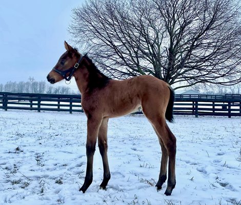 Sequel's Keepmeinmind Sires First Foal in New York - BloodHorse