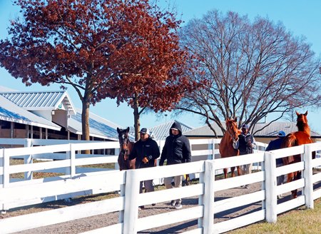 2024 Keeneland January Horses of All Ages Sale