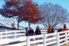 Scenics, 2024 Keeneland January Horses of All Ages Sale