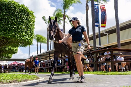 A scene from the 2024 Magic Millions Gold Coast Yearling Sale