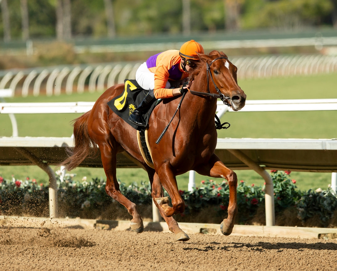 Flashy Debut Winner Kopion Tops Short Santa Ynez Field - BloodHorse